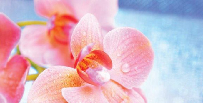 Плитка 50x25 Хлоя глянцевая розовый Belleza