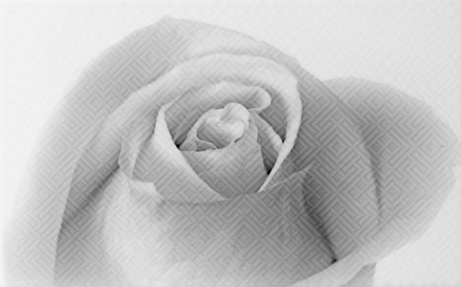 Плитка 40x25 Камелия глянцевая белый Unitile